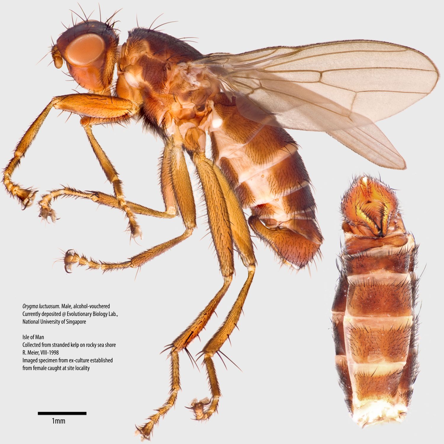 Specimen Photo Medium Resolution