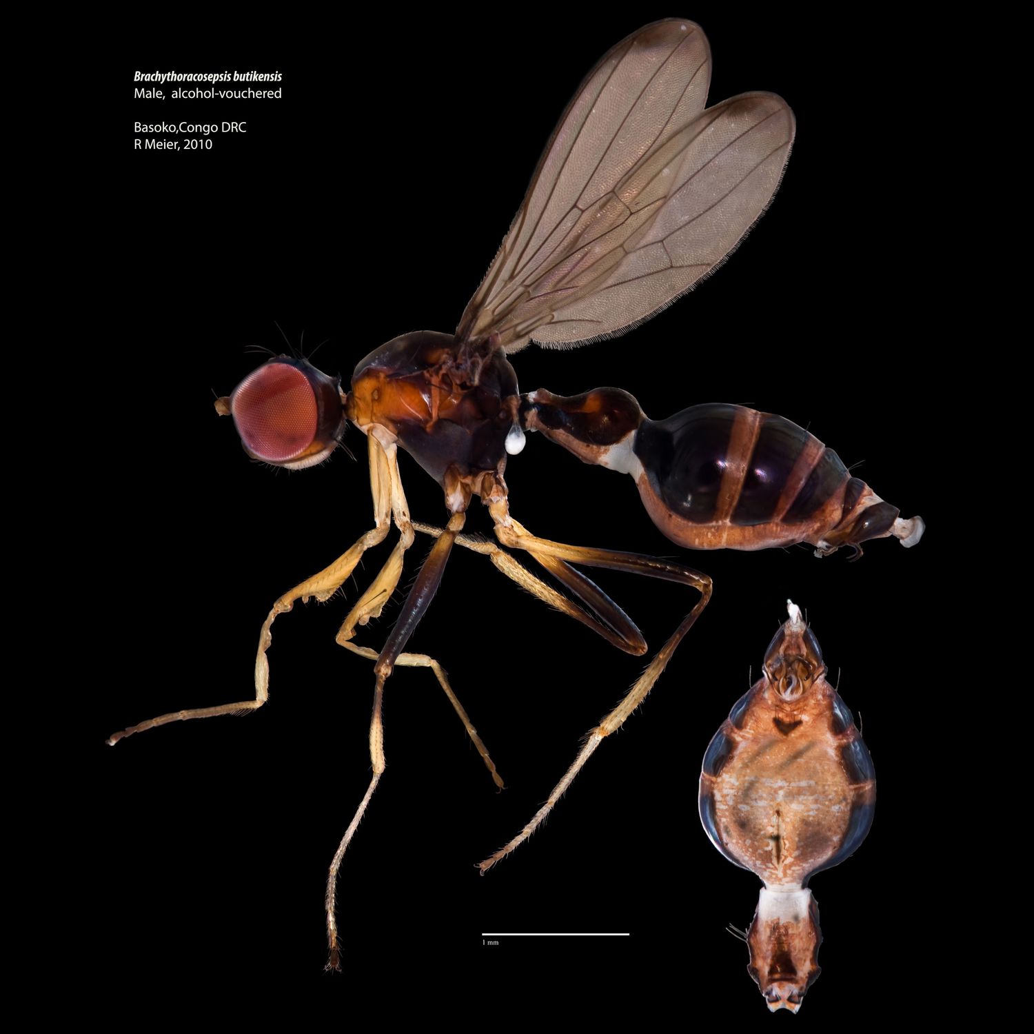 Specimen Photo Medium Resolution