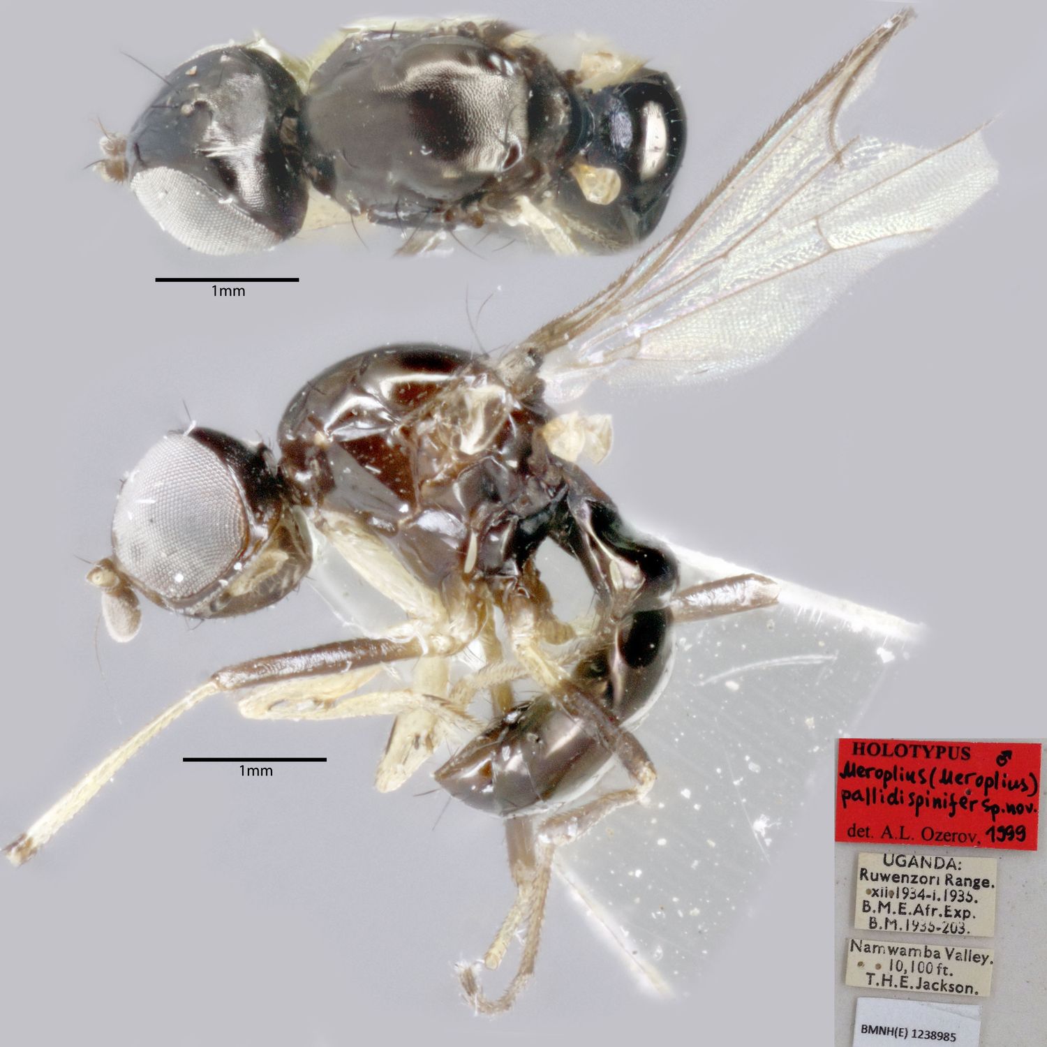 Specimen Photo Medium Resolution