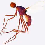 Sepsidae-000167-amonane