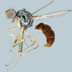 Sepsidae-000152-maculata