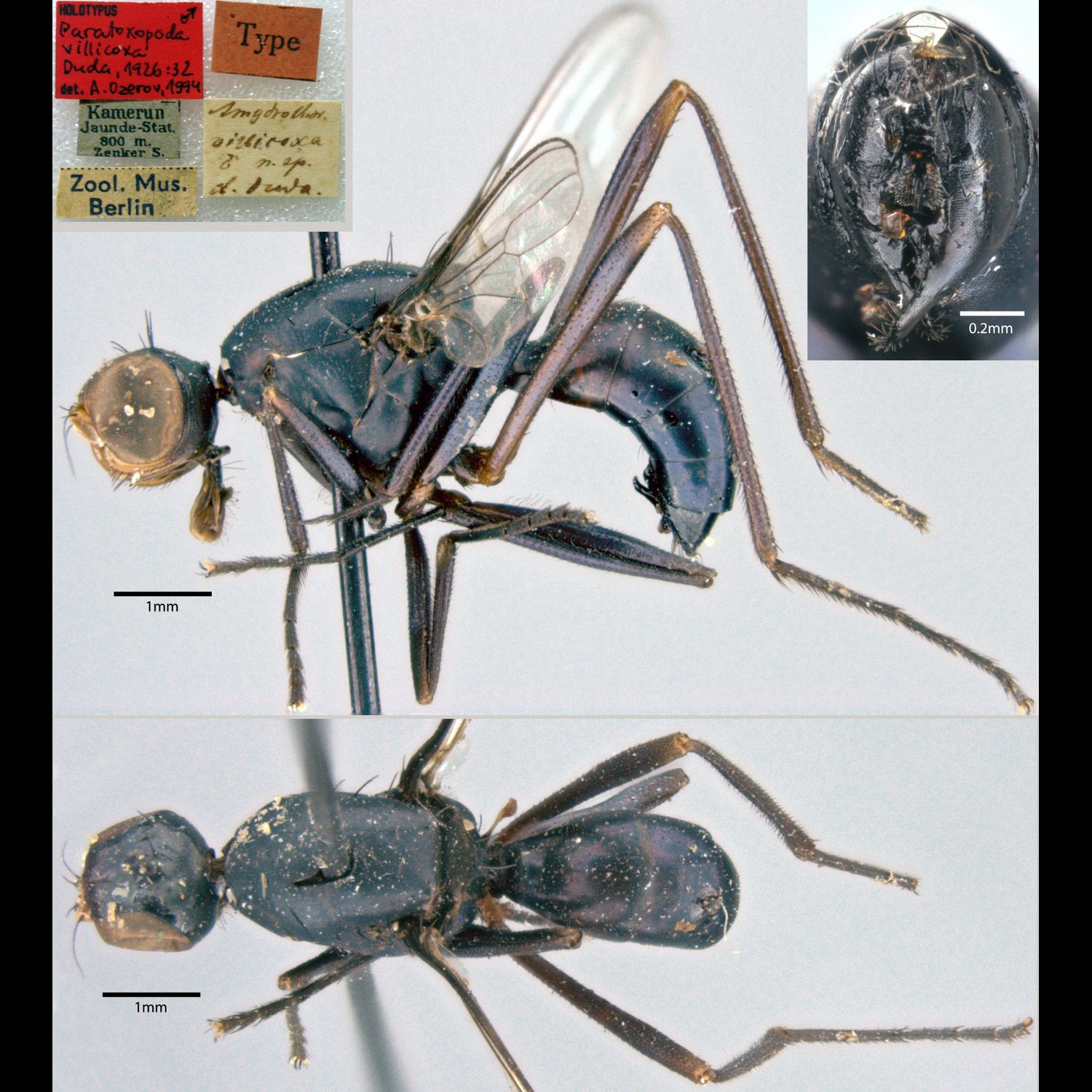 Specimen Photo Medium Resolution