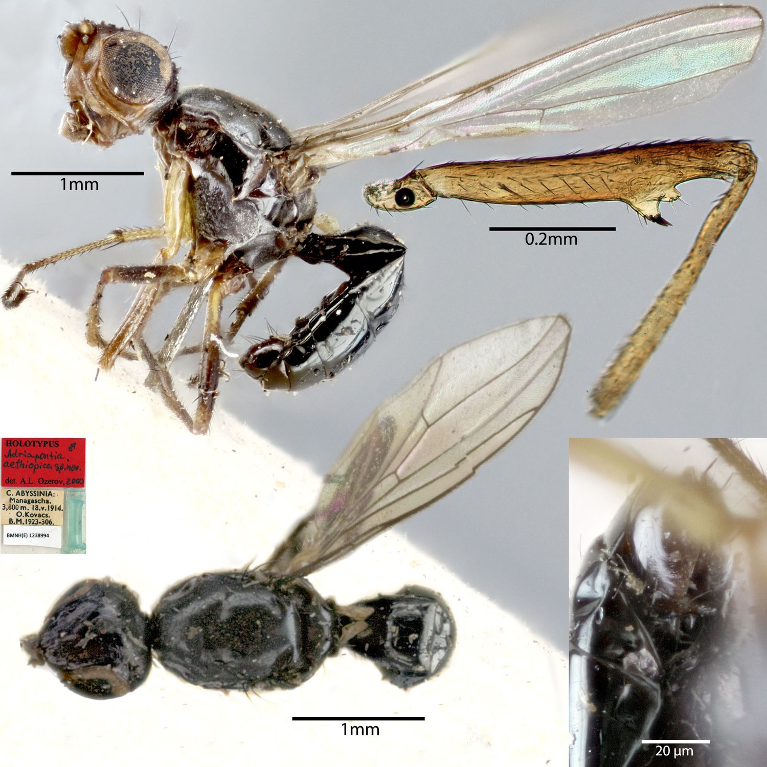 Specimen Photo Medium Resolution