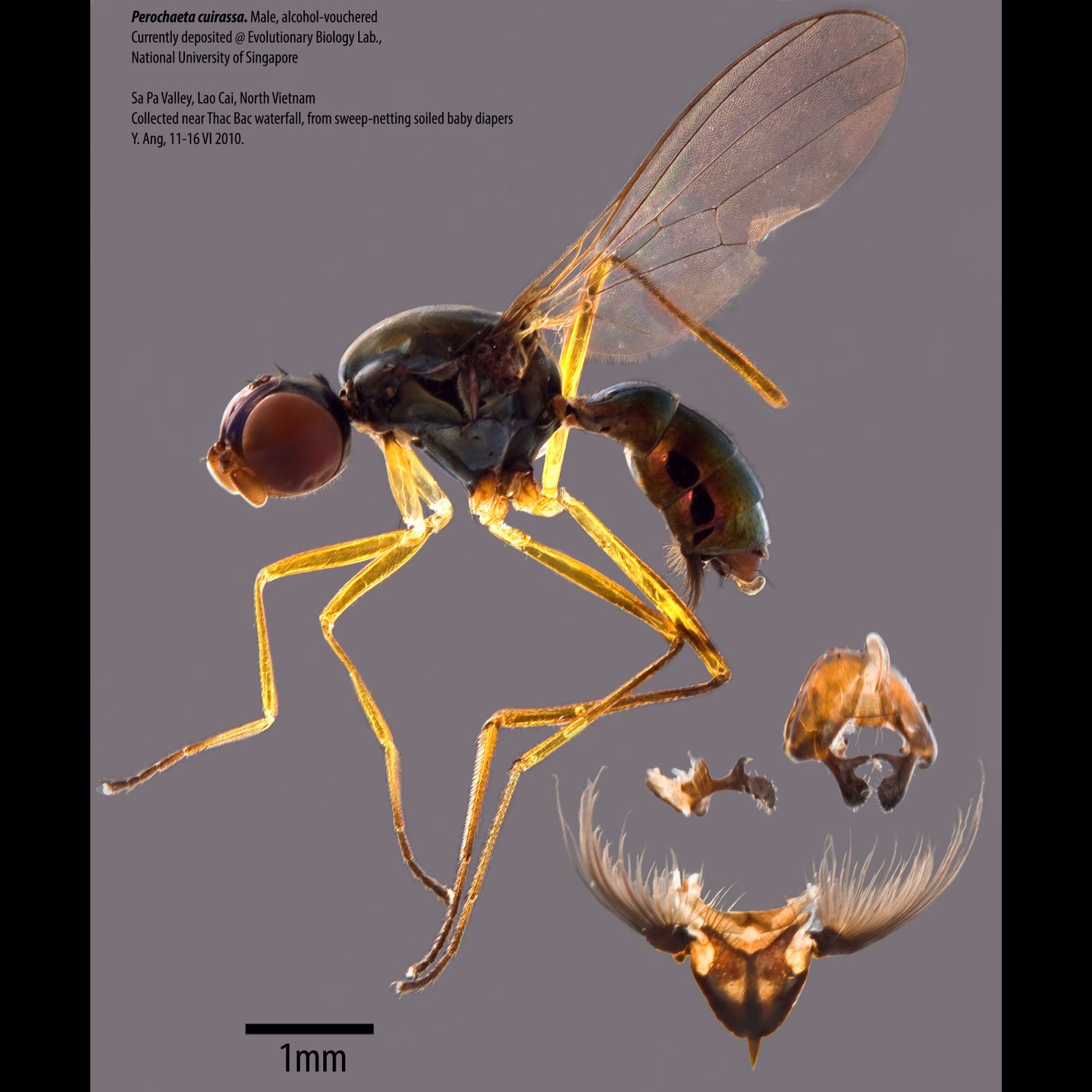 Specimen Photo Medium Resolution