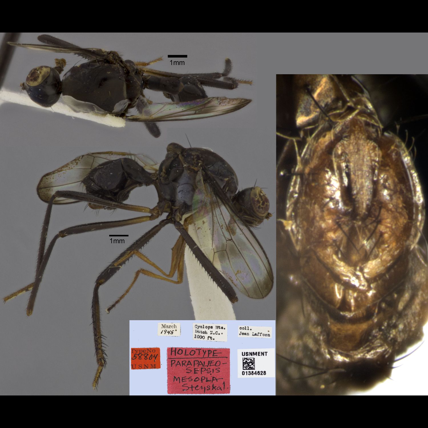 Specimen Photo Medium Resolution