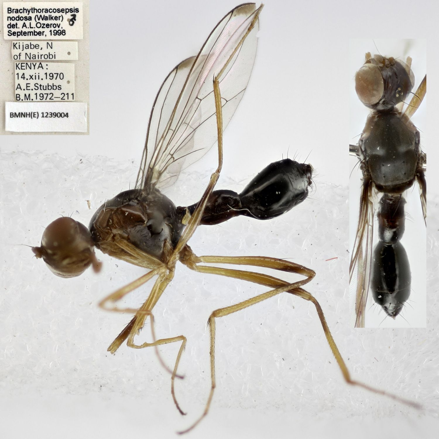 Specimen Photo Medium Resolution