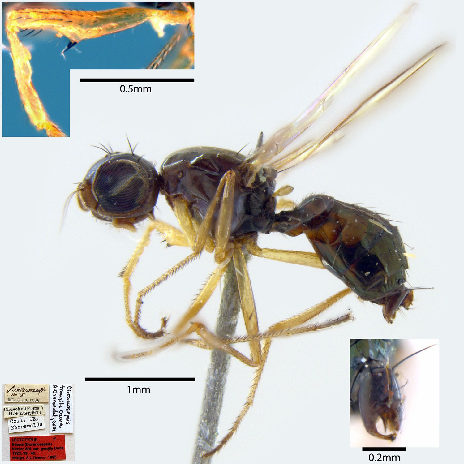 Specimen Photo Medium Resolution