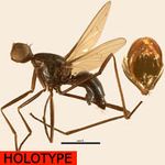 Sepsidae-000186-straeleni