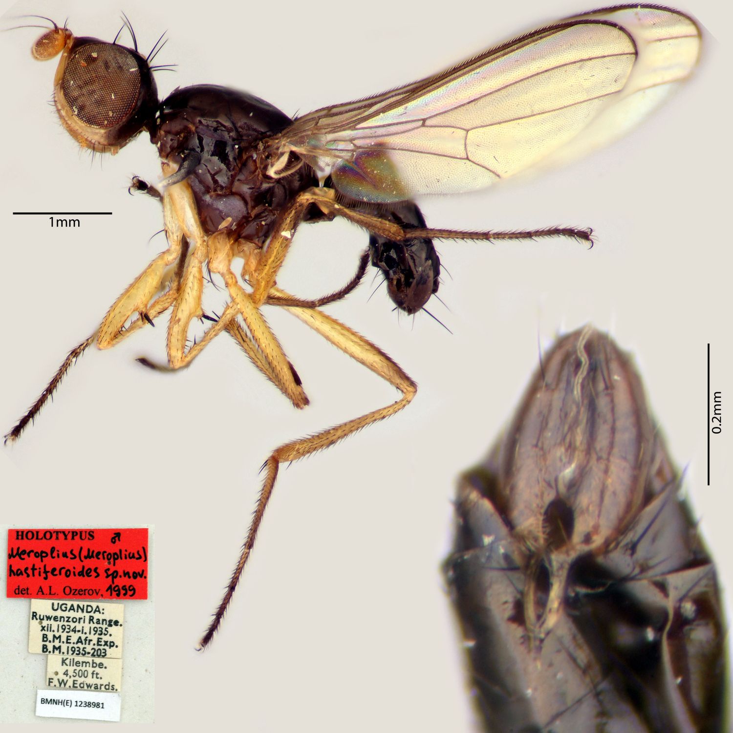 Specimen Photo Medium Resolution