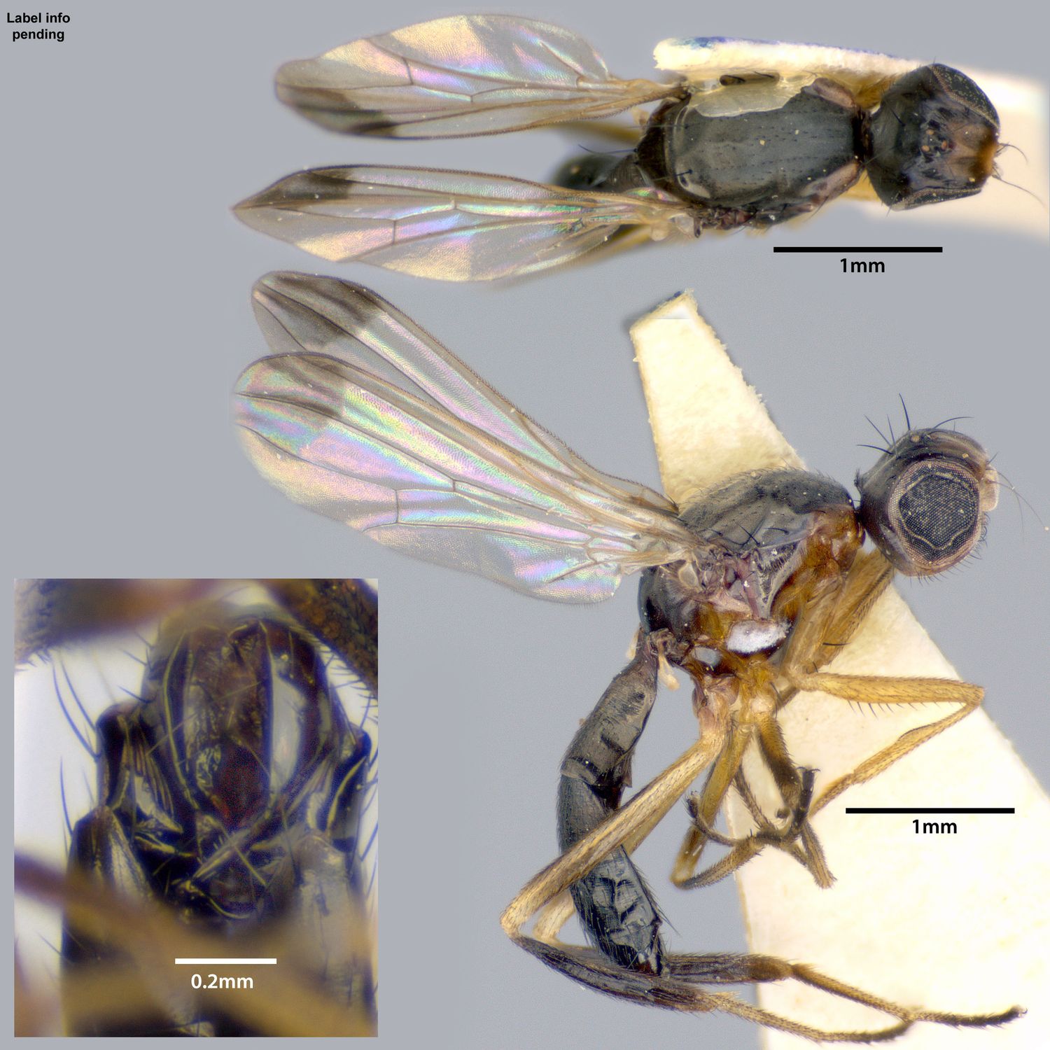 Specimen Photo Medium Resolution