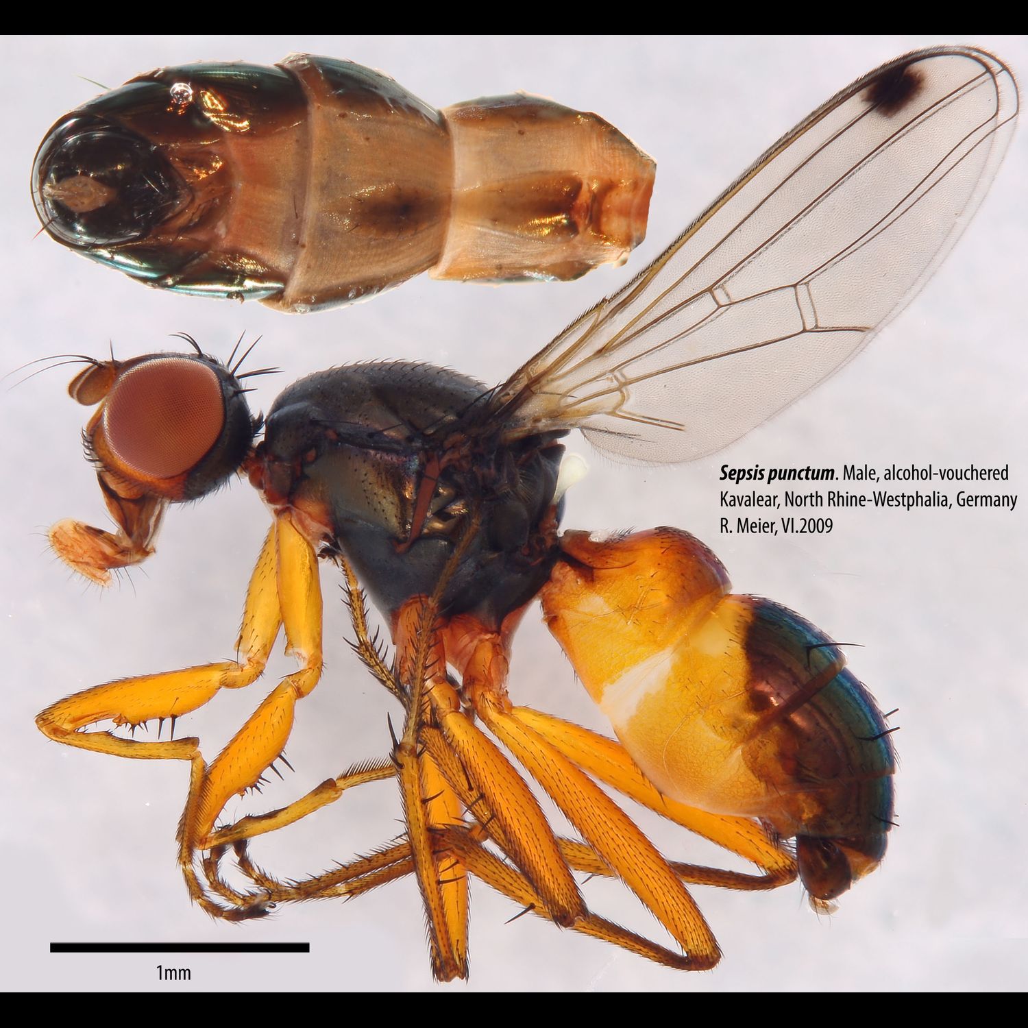 Specimen Photo Medium Resolution