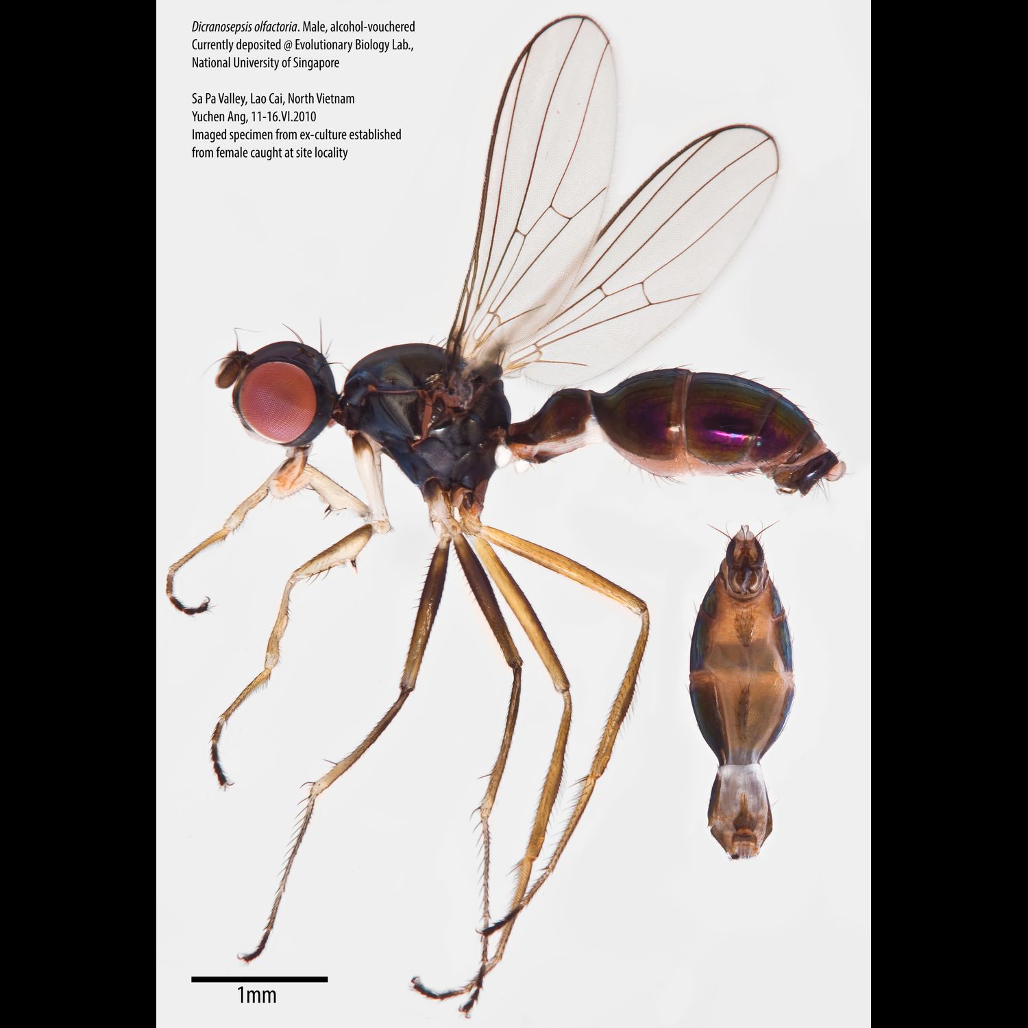 Specimen Photo Medium Resolution