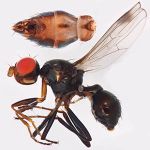 Sepsidae-000161-plebeia