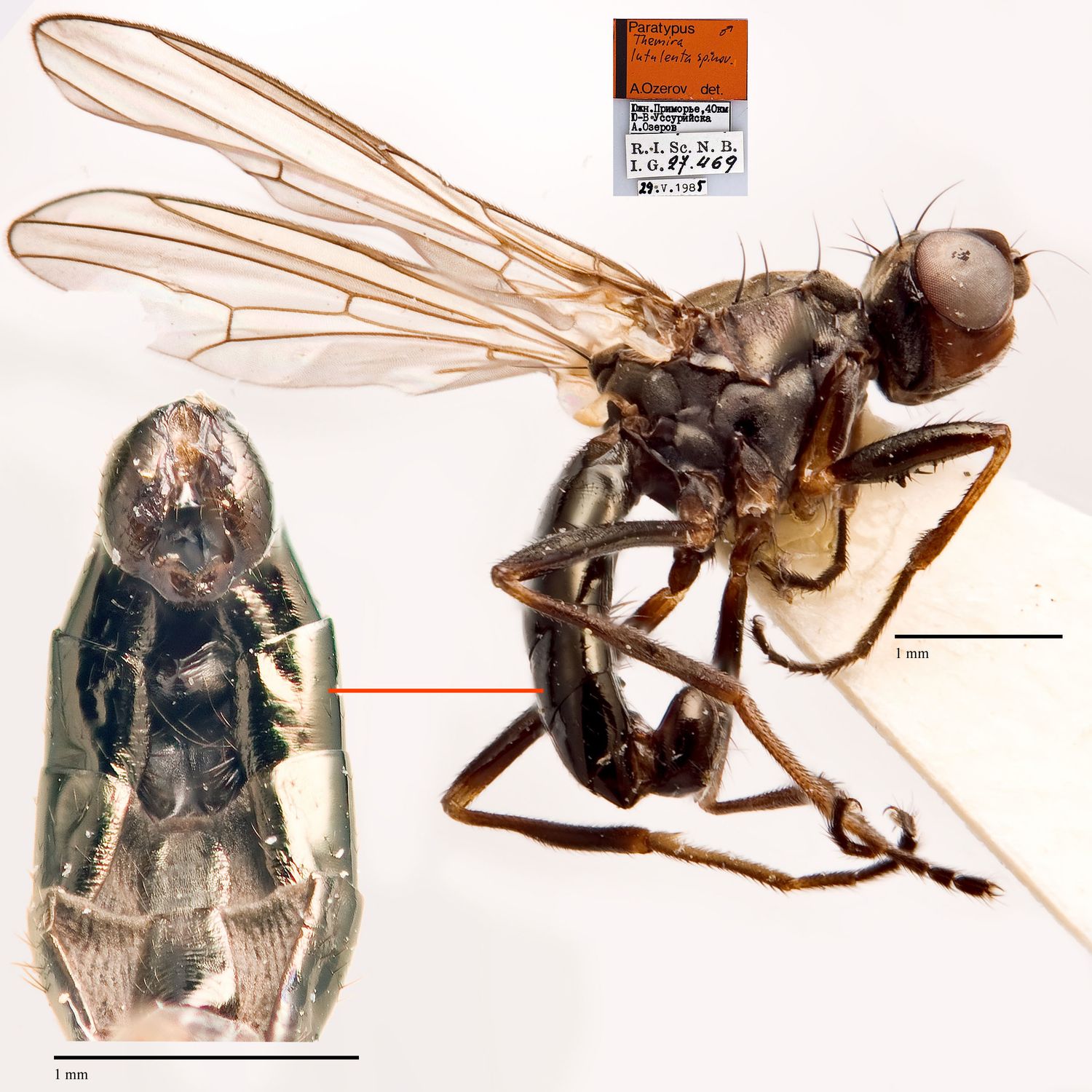 Specimen Photo Medium Resolution