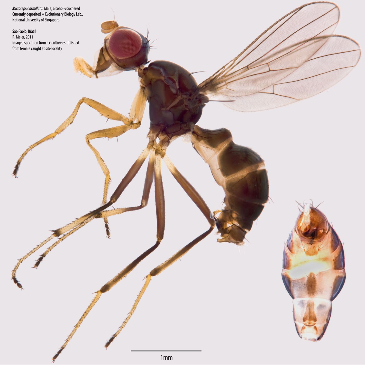 Specimen Photo Medium Resolution