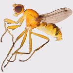 Sepsidae-000226-femoriseta