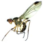 Sepsidae-000035-dolichoptera