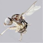 Sepsidae-000111-pallidispinifer