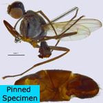 Sepsidae-000346-simplex