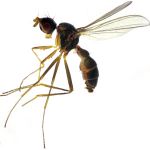 Sepsidae-000132-tzokotucha