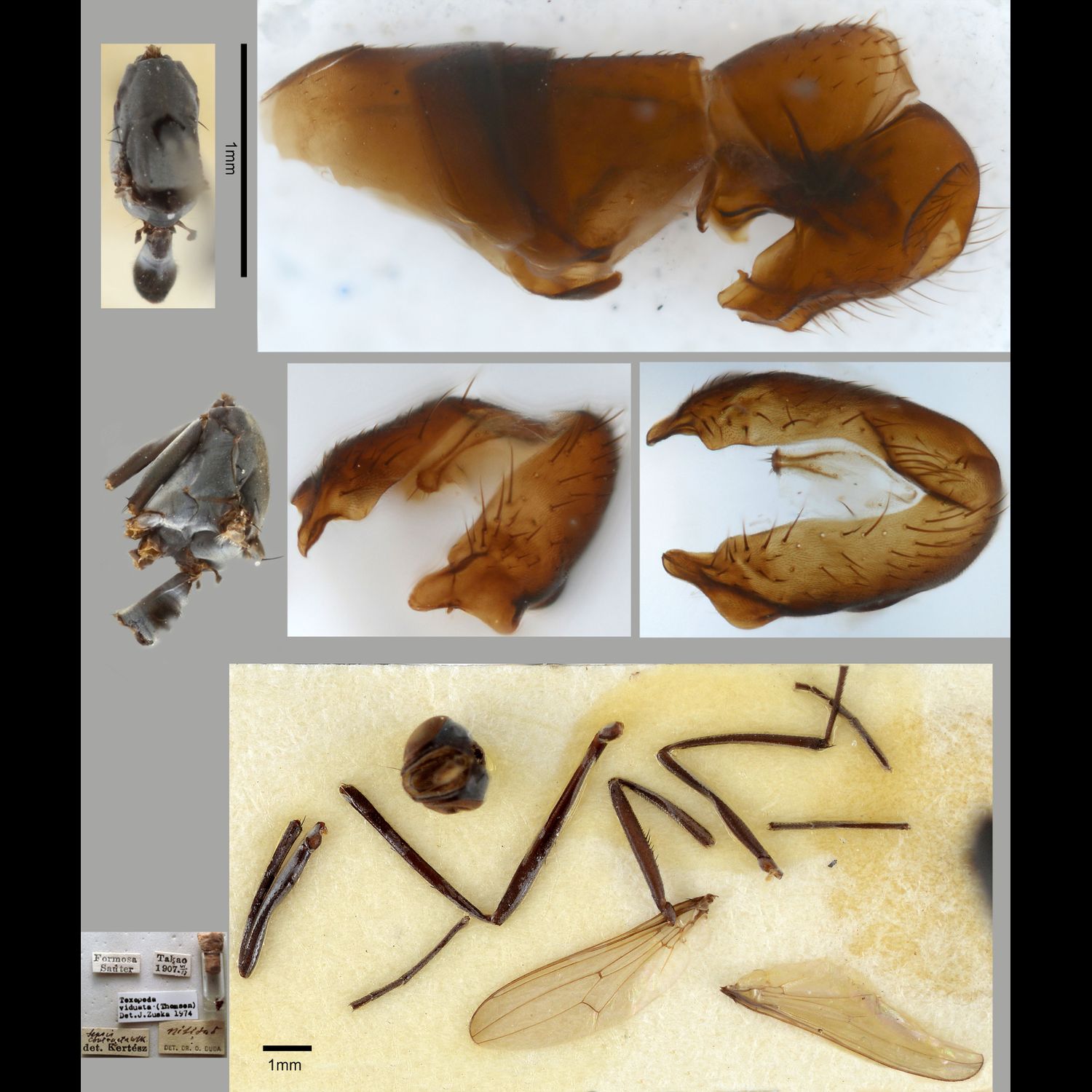 Specimen Photo Medium Resolution