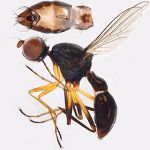 Sepsidae-000192-dikowi