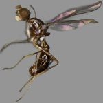 Sepsidae-000126-pilosicoxa