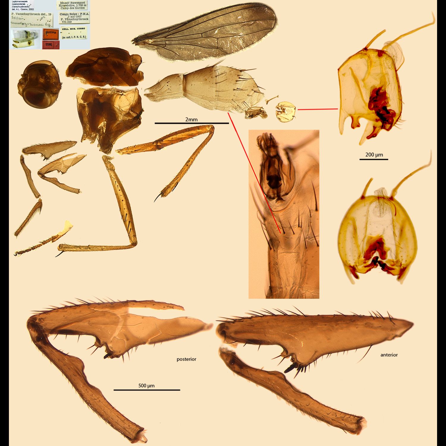 Specimen Photo Medium Resolution