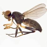 Sepsidae-000112-sauteri