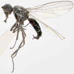 Sepsidae-000294-bifida