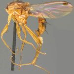 Sepsidae-000268-pedunculata