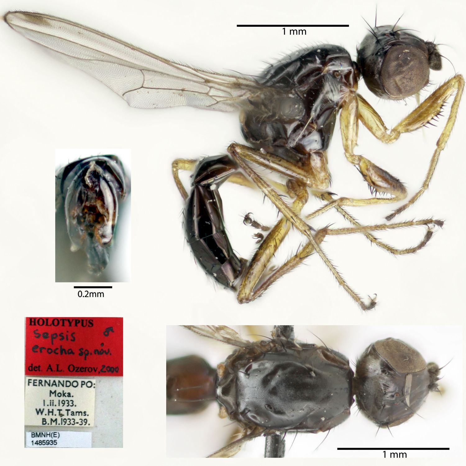 Specimen Photo Medium Resolution