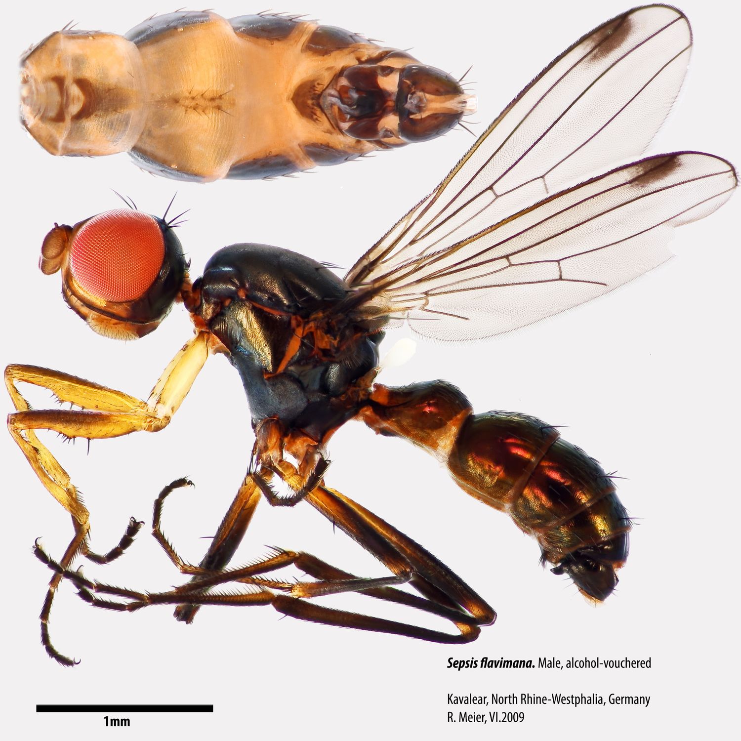 Specimen Photo Medium Resolution