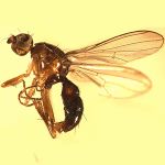 Sepsidae-000283-subglabra
