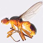 Sepsidae-000233-hirsuta