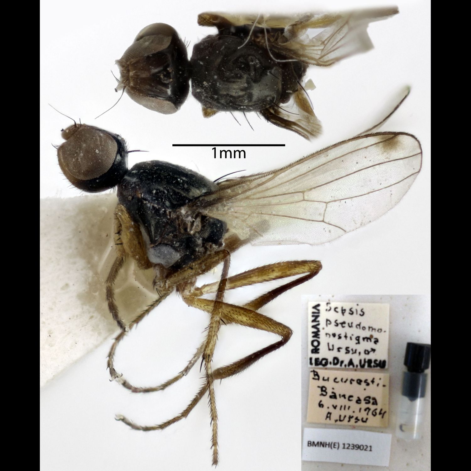 Specimen Photo Medium Resolution