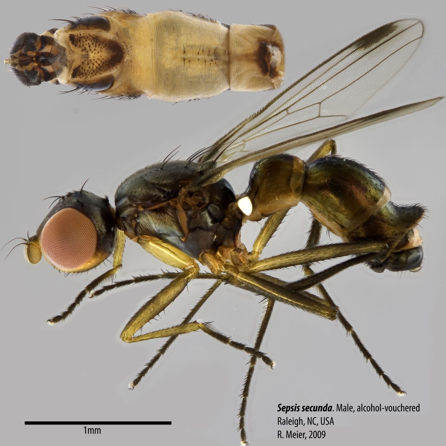 Specimen Photo Medium Resolution