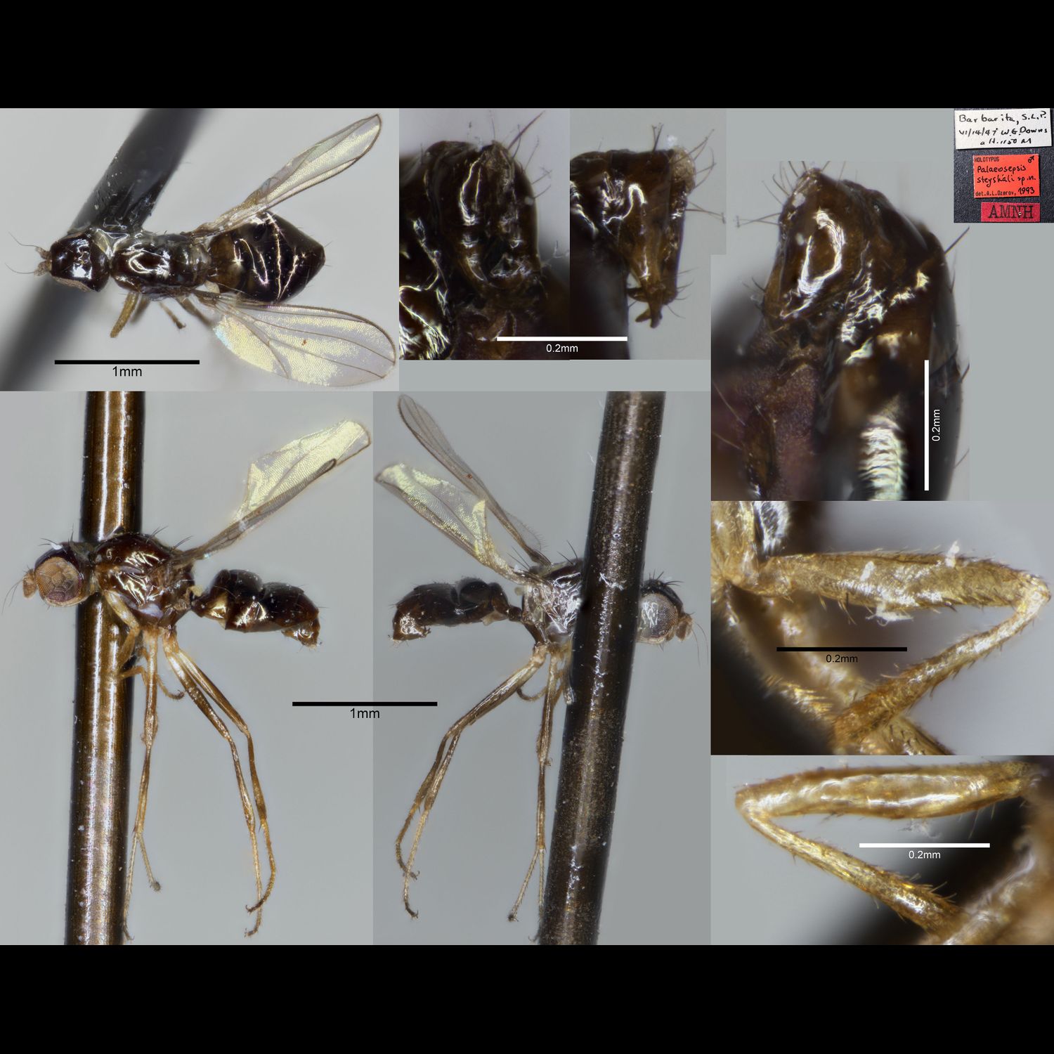 Specimen Photo Medium Resolution