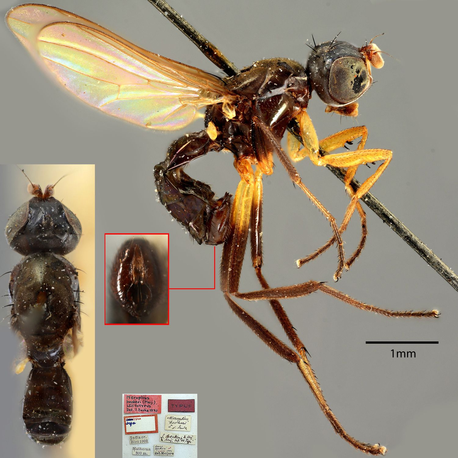 Specimen Photo Medium Resolution