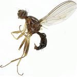 Sepsidae-000264-oligochaeta