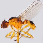 Sepsidae-000217-coprophila
