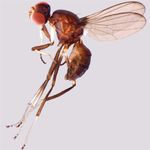 Sepsidae-000027-excavata