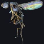 Sepsidae-000326-simplicipes