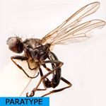 Sepsidae-000307-lutulenta