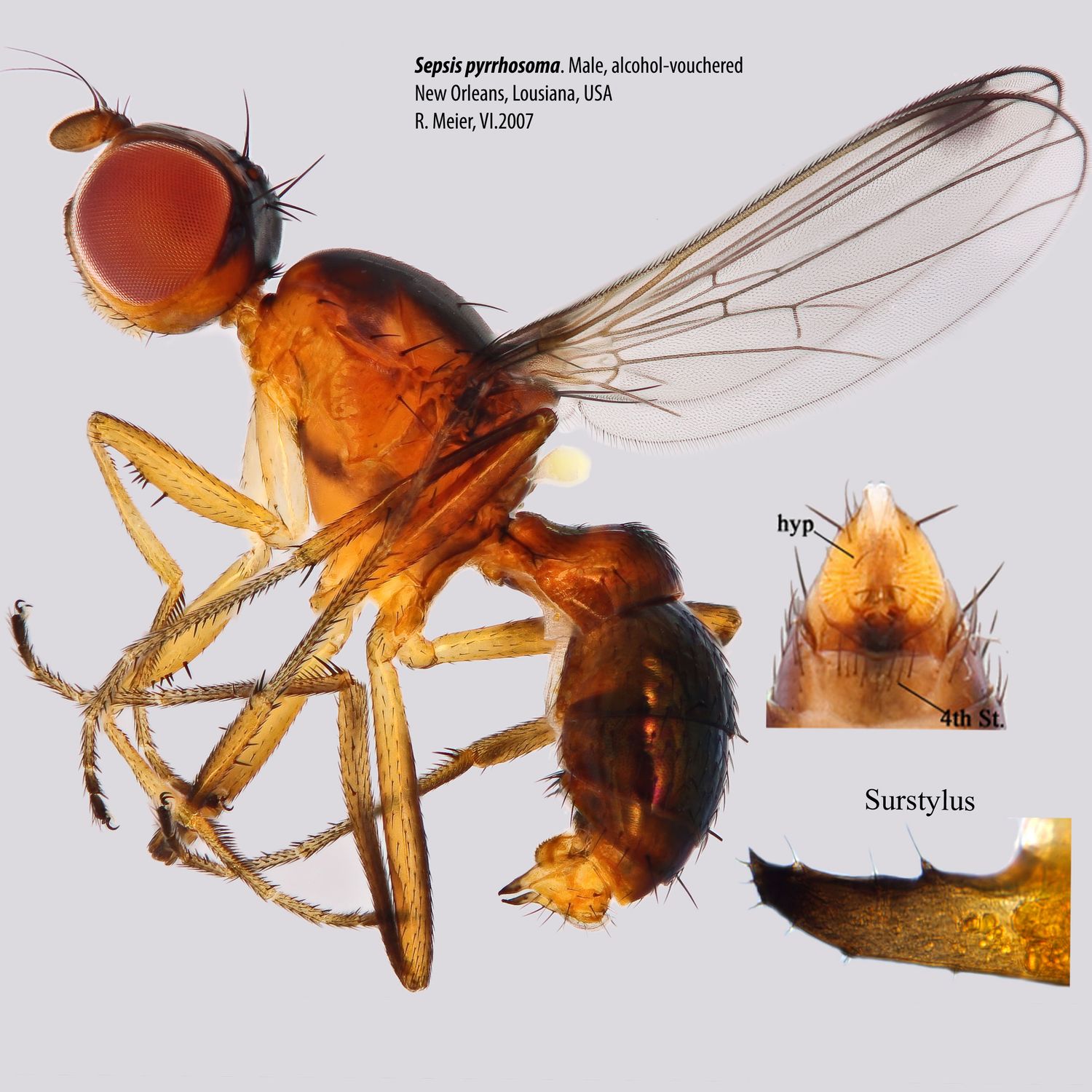 Specimen Photo Medium Resolution