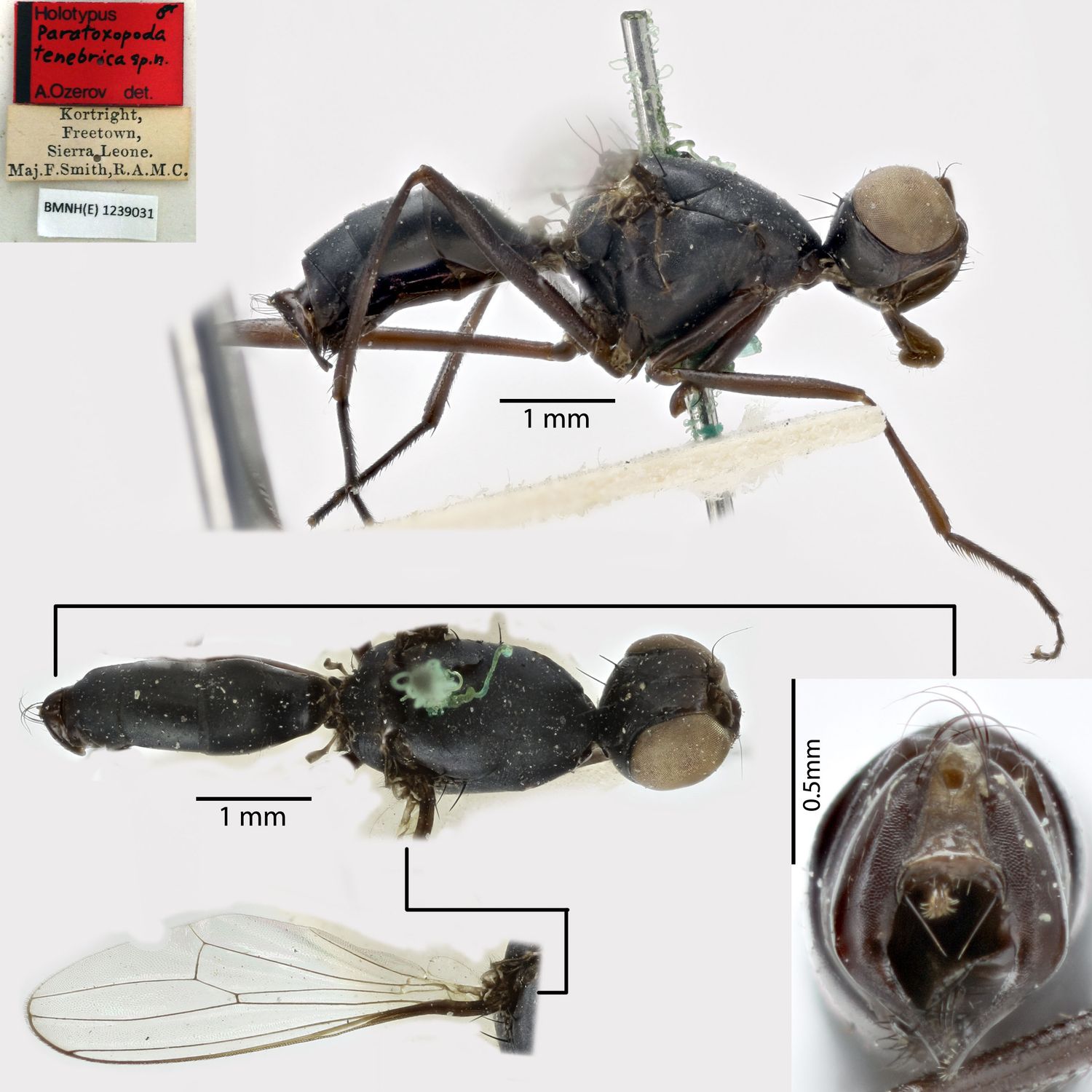 Specimen Photo Medium Resolution