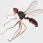 Sepsidae-000065-olfactoria