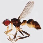 Sepsidae-000246-lateralis