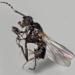 Sepsidae-000308-maculitarsis