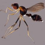 Sepsidae-000042-saothomensis